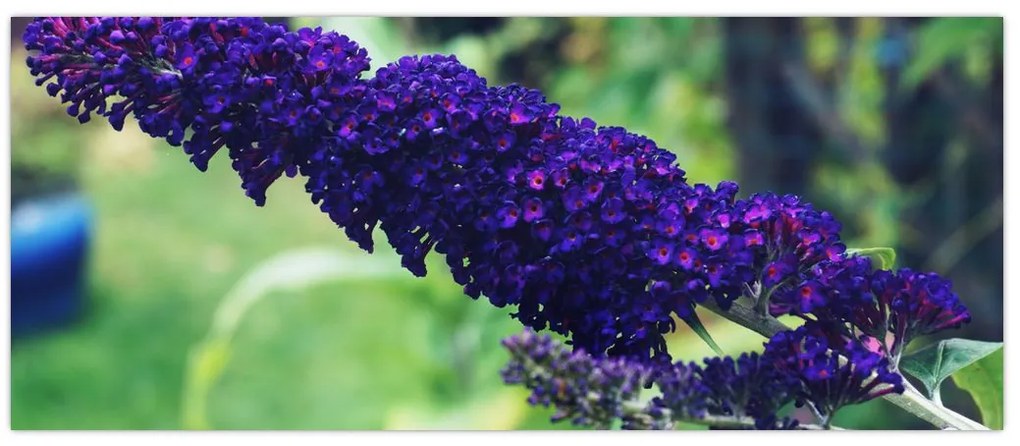 Tablou cu floare albastră (120x50 cm)