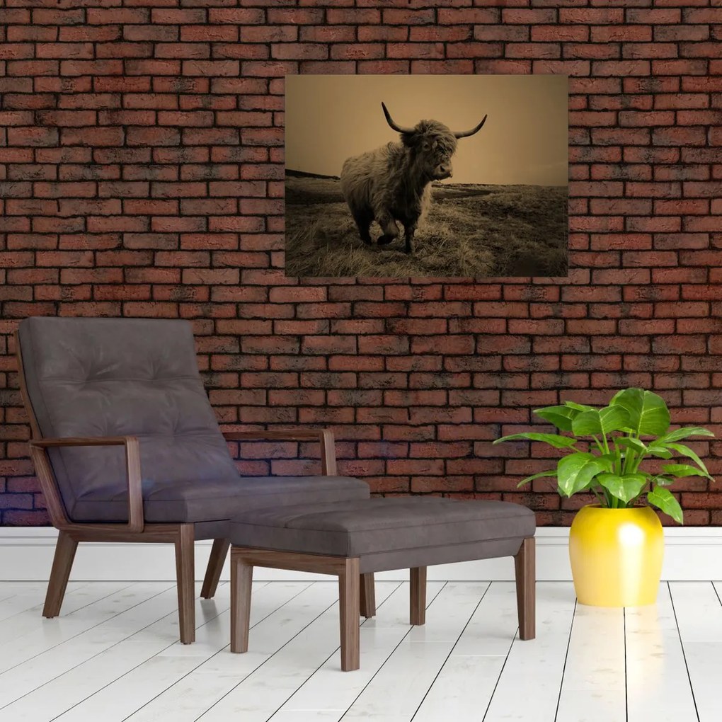 Tablou pe sticlă - Vacă scoțiană pe fugă (70x50 cm)