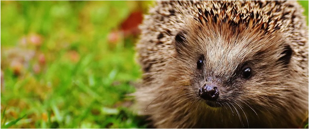 Tablou cu arici (120x50 cm)