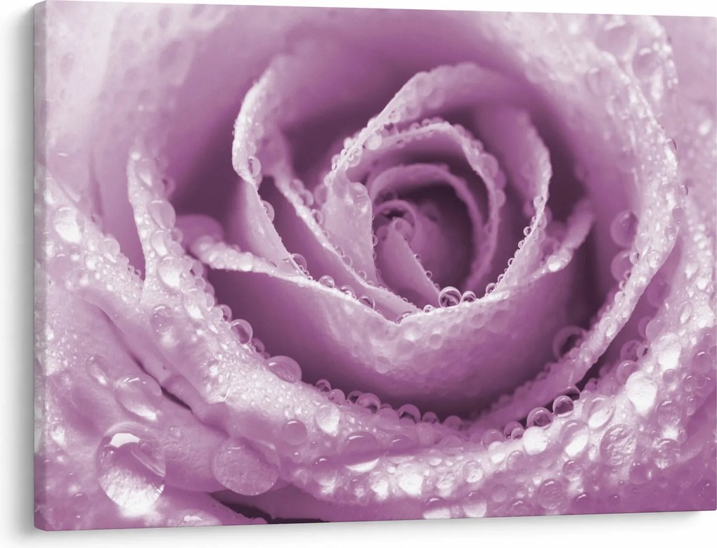 Tablou detaliu de floare de trandafir (70x50 cm)