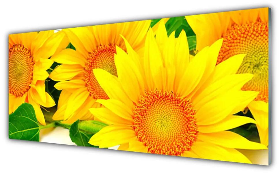 Tablou pe sticla Floarea soarelui Floral Galben