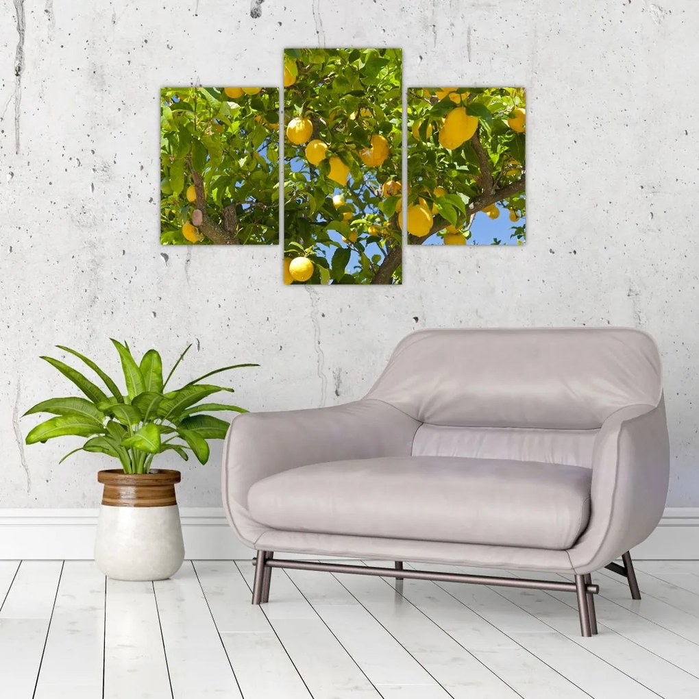 Tablou - Lămâiță (90x60 cm)