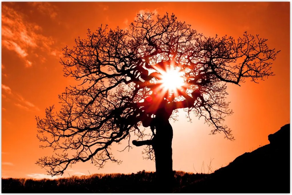 Tablou - Fag la apus de soare (90x60 cm)