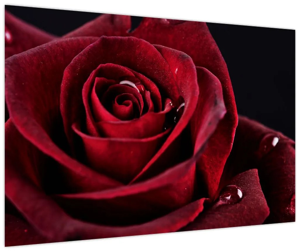 Tablou - Trandafir roșu (90x60 cm)