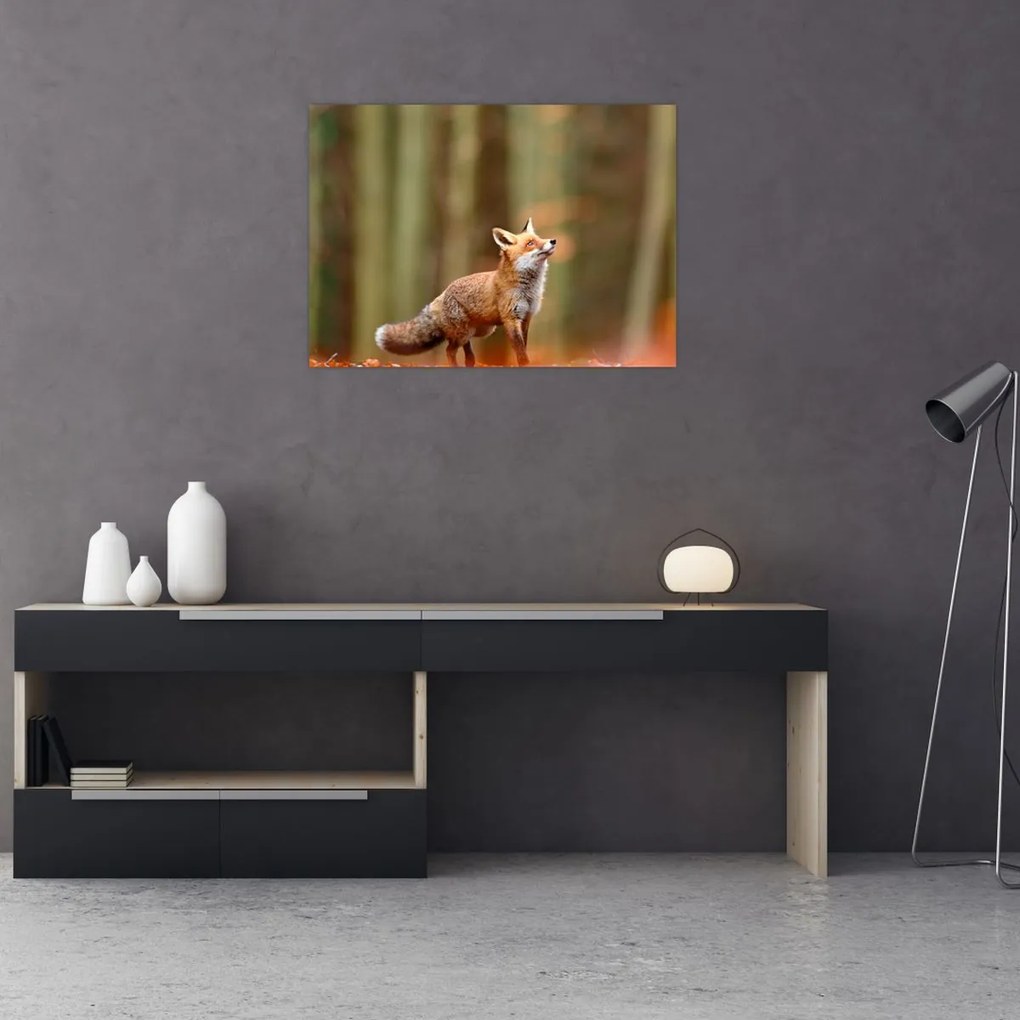 Tablou - Vulpe (70x50 cm)