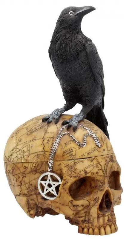 Cutie bijuterii corb pe craniu Salems Familiar 27cm