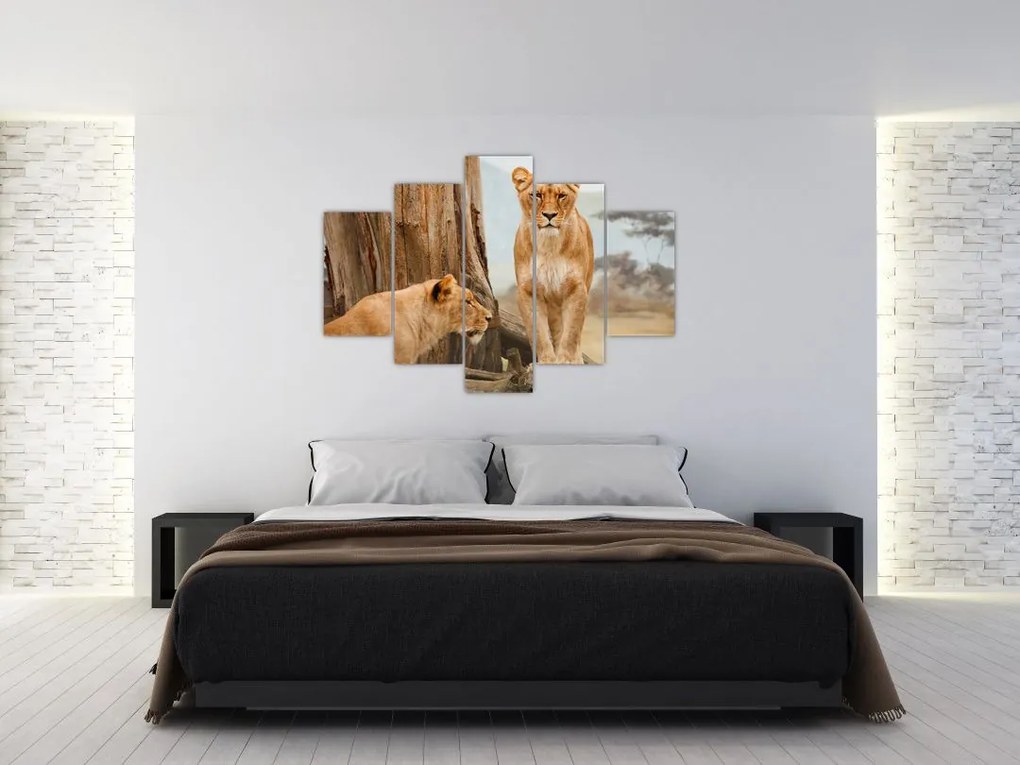 Tablou - două leoaice (150x105 cm)