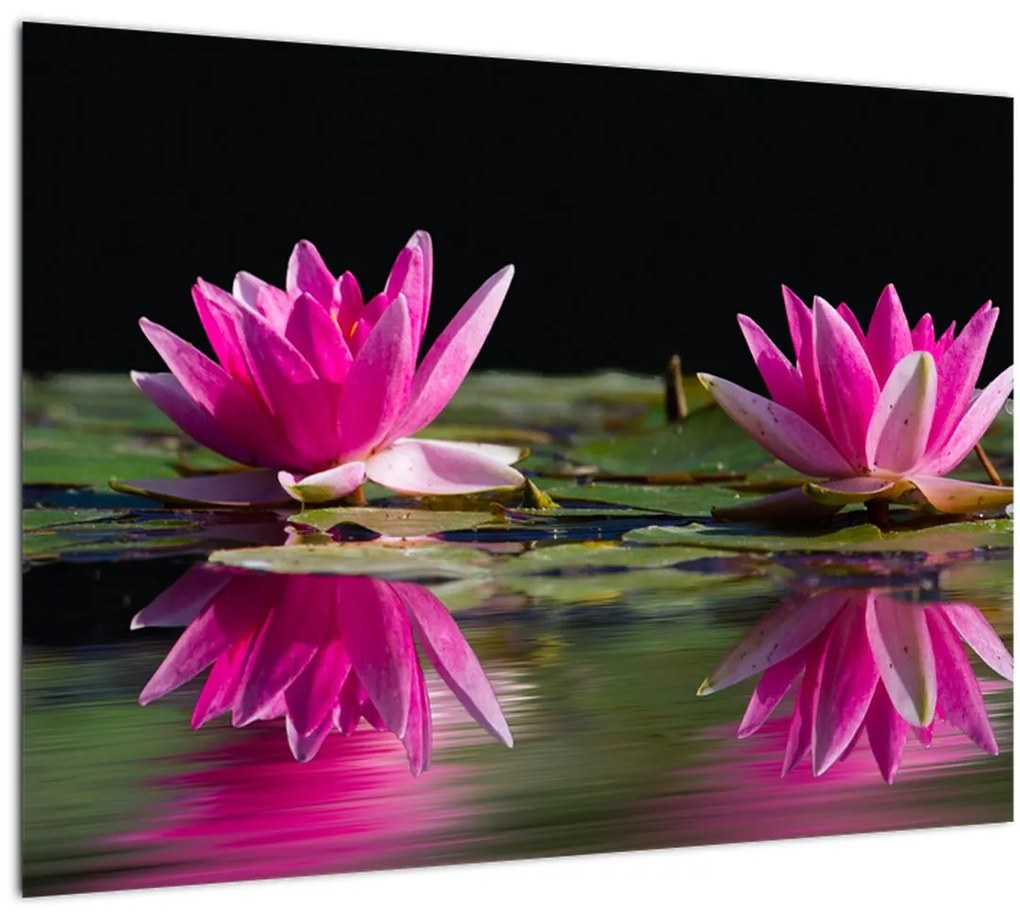 Tablou - Nuferi pe apă (70x50 cm)
