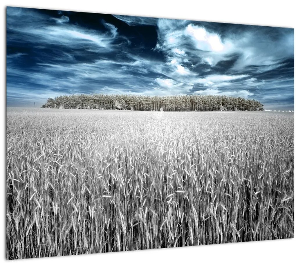 Tablou cu câmp (70x50 cm)