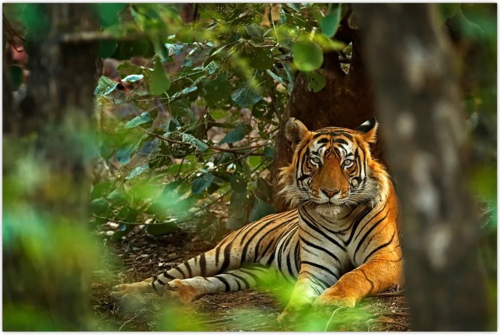 Tablou - Tigru odihnindu -se (90x60 cm)