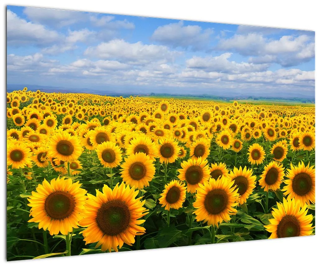 Tablou cu lan de floarea soarelui (90x60 cm)