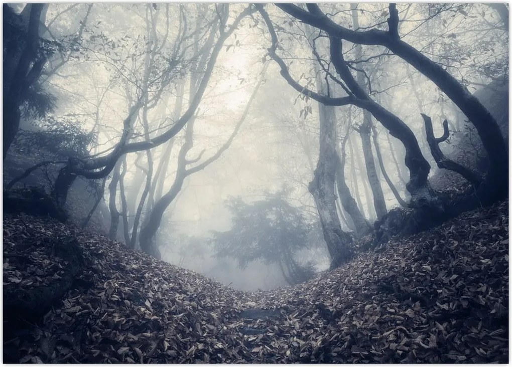 Tablou - Pădurea în ceață (70x50 cm)