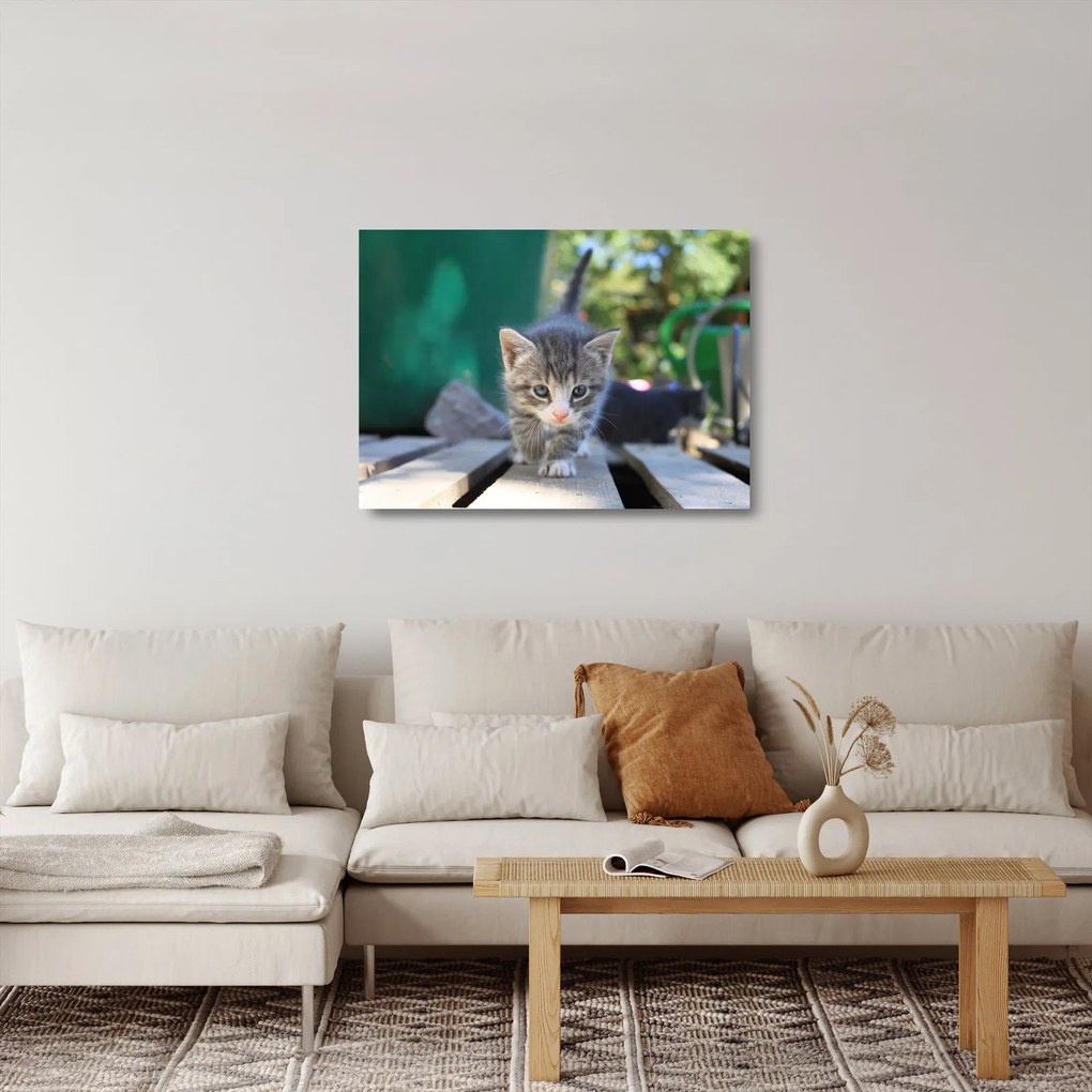 Tablou pe sticlă cu pisicuțe (70x50 cm)