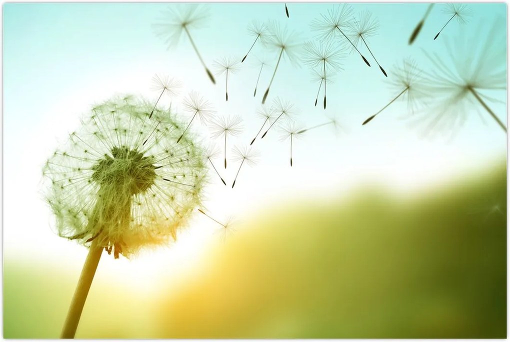 Tablou - Păpădia în vânt (90x60 cm)