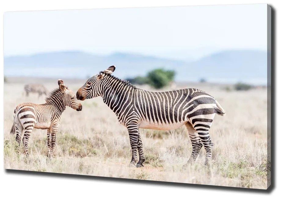 Tablou pe pânză canvas Zebre în munți