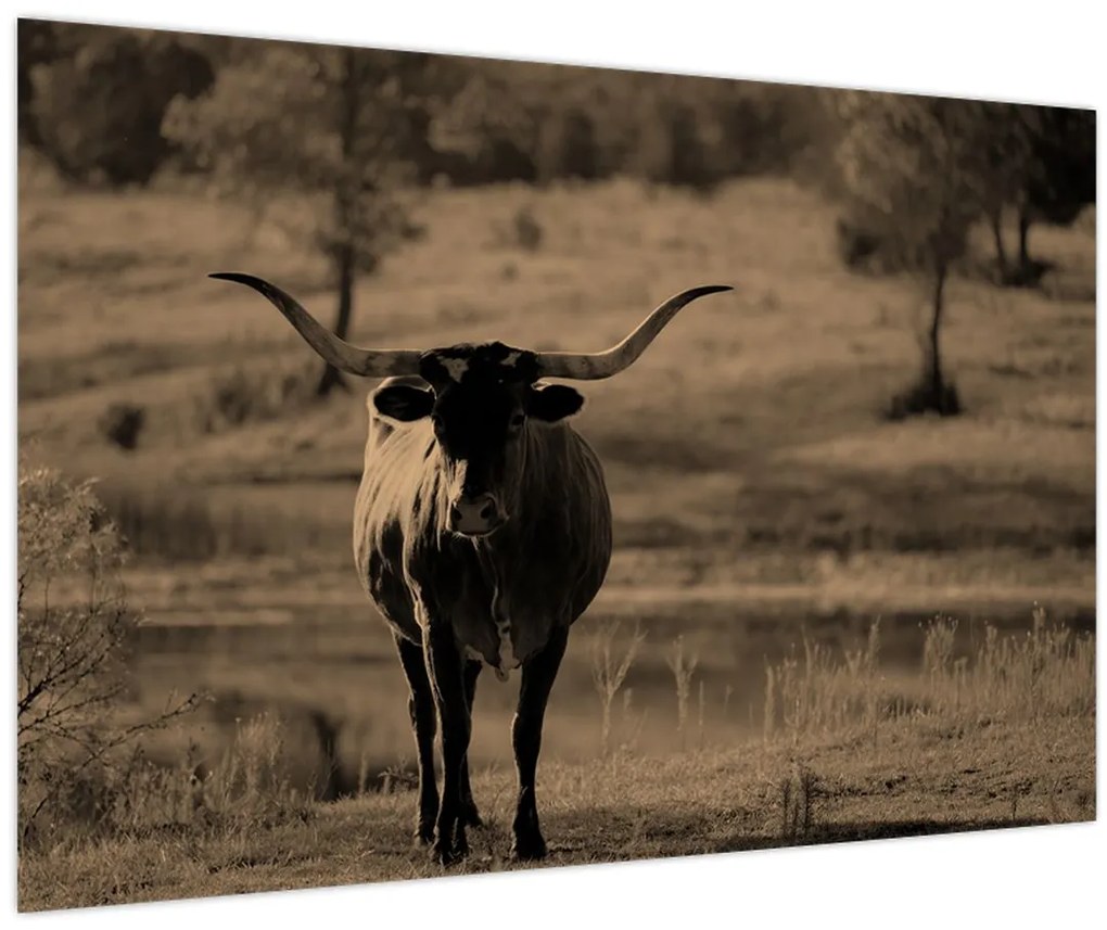Tablou - Vacă din Texas (90x60 cm)