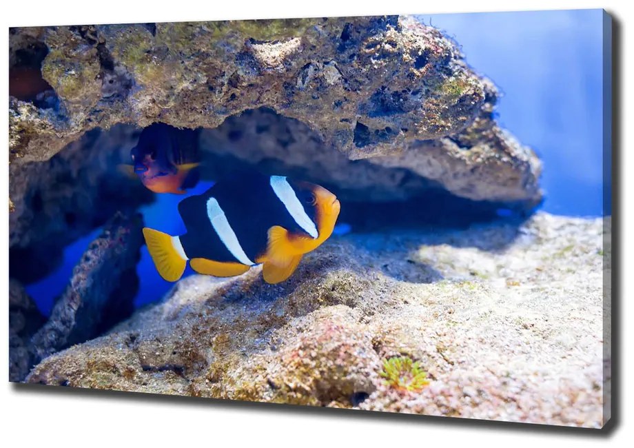 Tablouri tipărite pe pânză Peste tropical