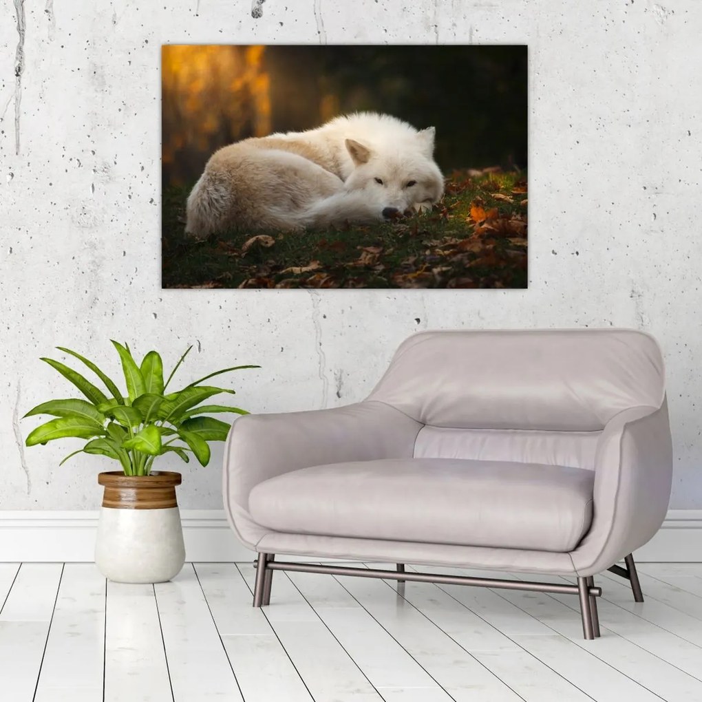 Tablou - Lupul care se odihnește (90x60 cm)