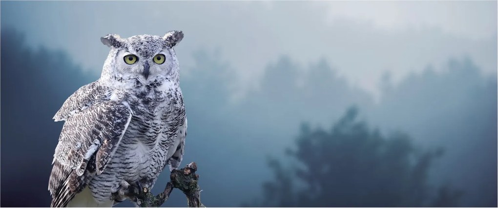Tablou - Bufniță de zăpadă (120x50 cm)