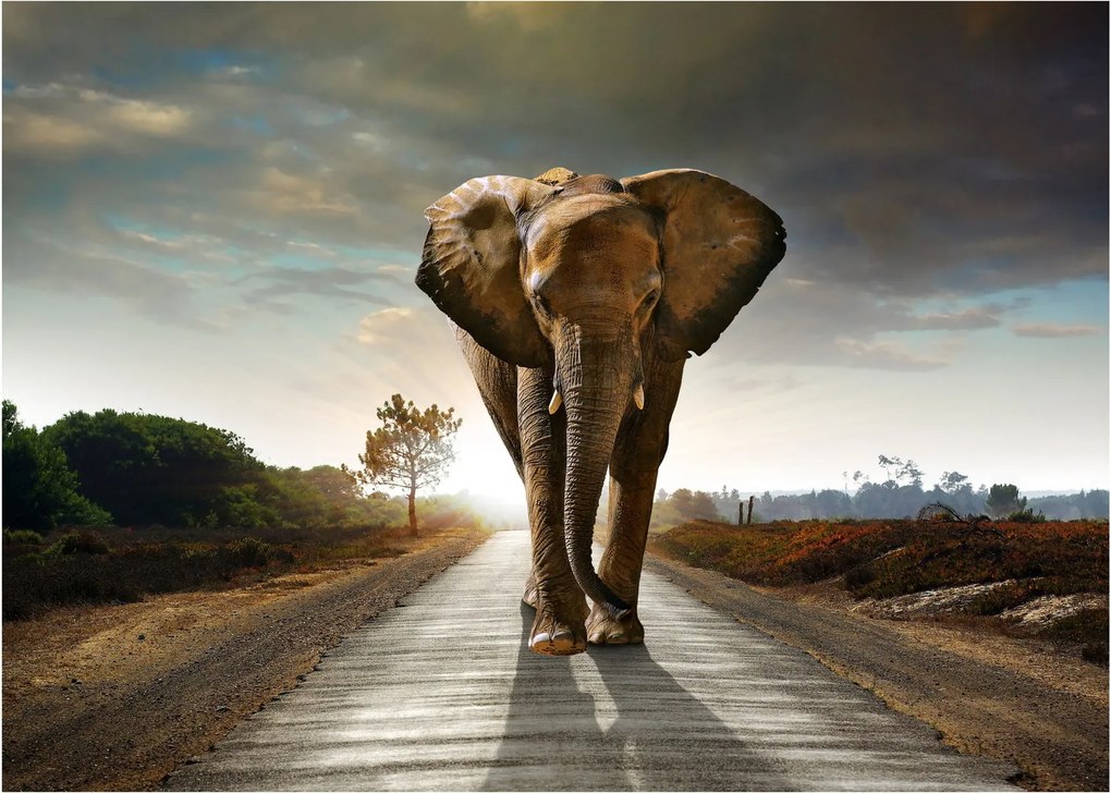 Tablou cu elefant (70x50 cm)