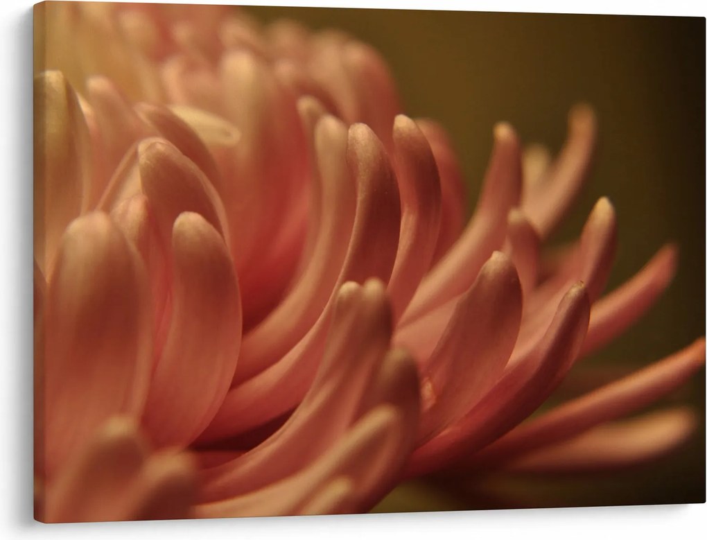 Tablou cu detailu florii (70x50 cm)