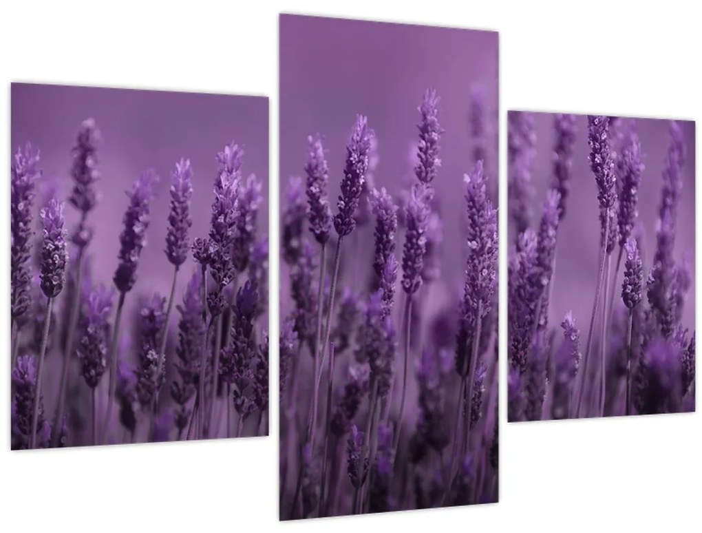 Tablou - Lavanda (90x60 cm)