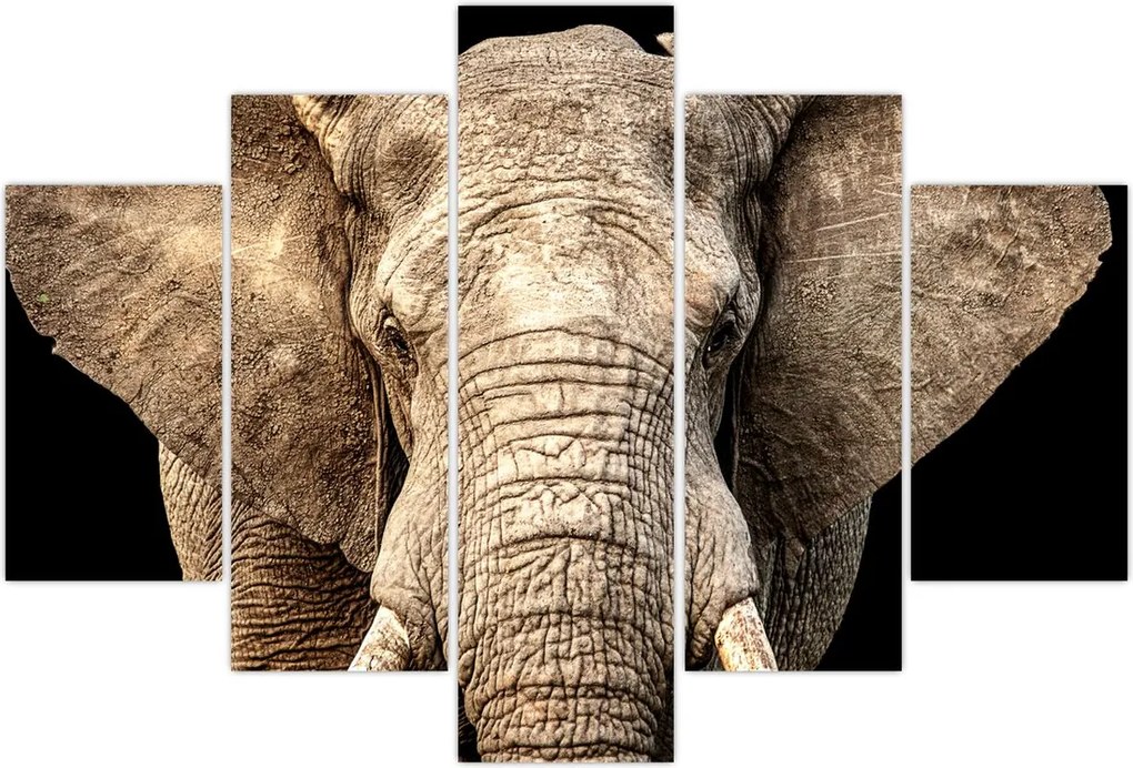 Tablou - Elefant african (150x105 cm)