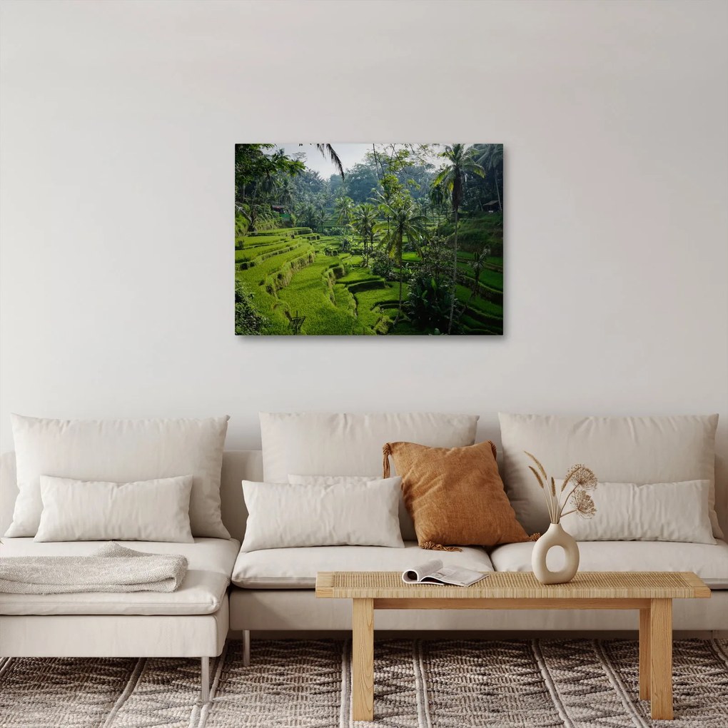 Tablou cu terasele cu orez Tegalalang, Bali (70x50 cm)