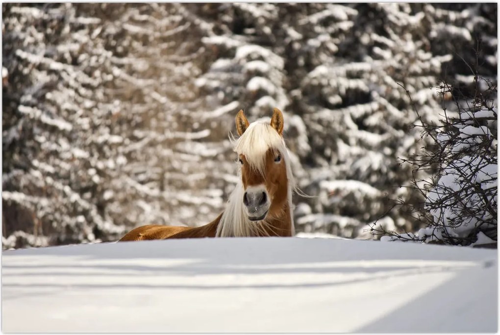 Tablou - Cal în peisaj de iarnă (90x60 cm)