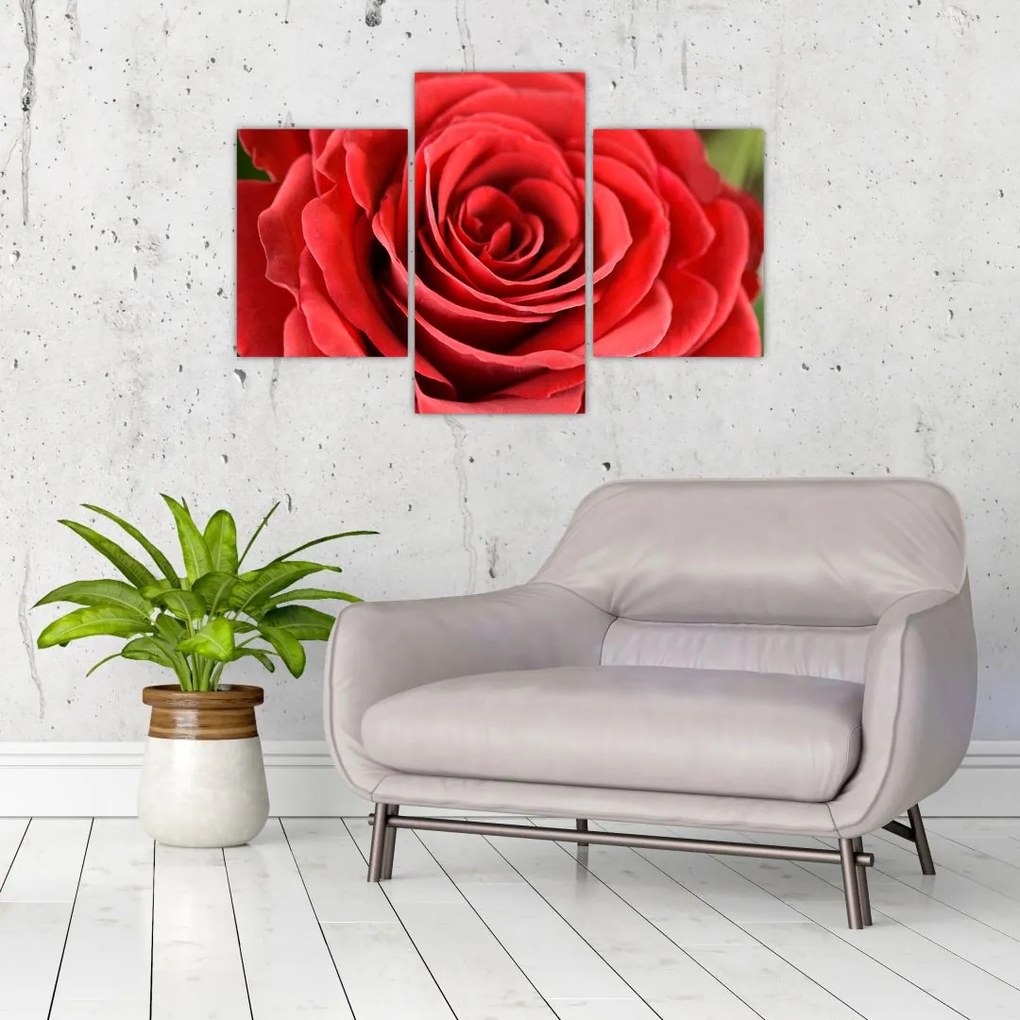 Tablou - Flori de trandafir (90x60 cm)