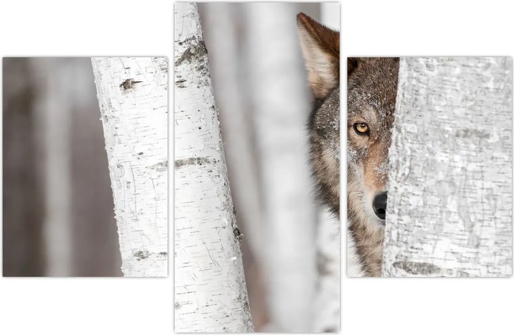 Tablou - Lup (90x60 cm)