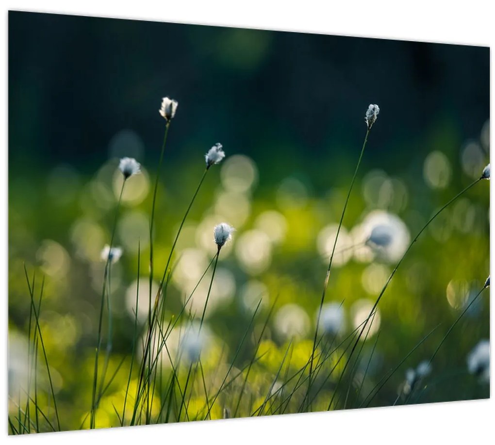 Tablou - Iarbă (70x50 cm)