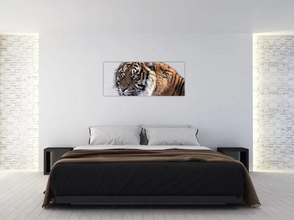 Tablou cu tigrul (120x50 cm)