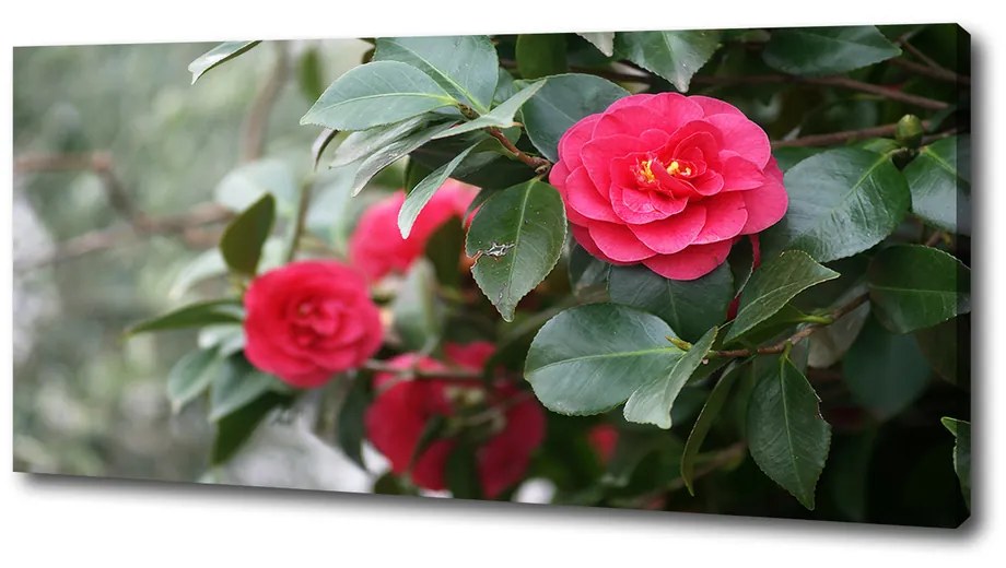 Tablou canvas Camelia