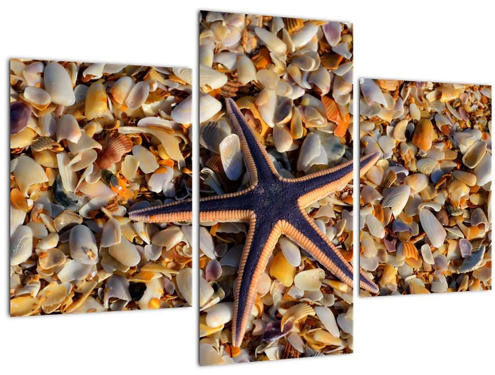 Tablou cu stea de mare (90x60 cm)