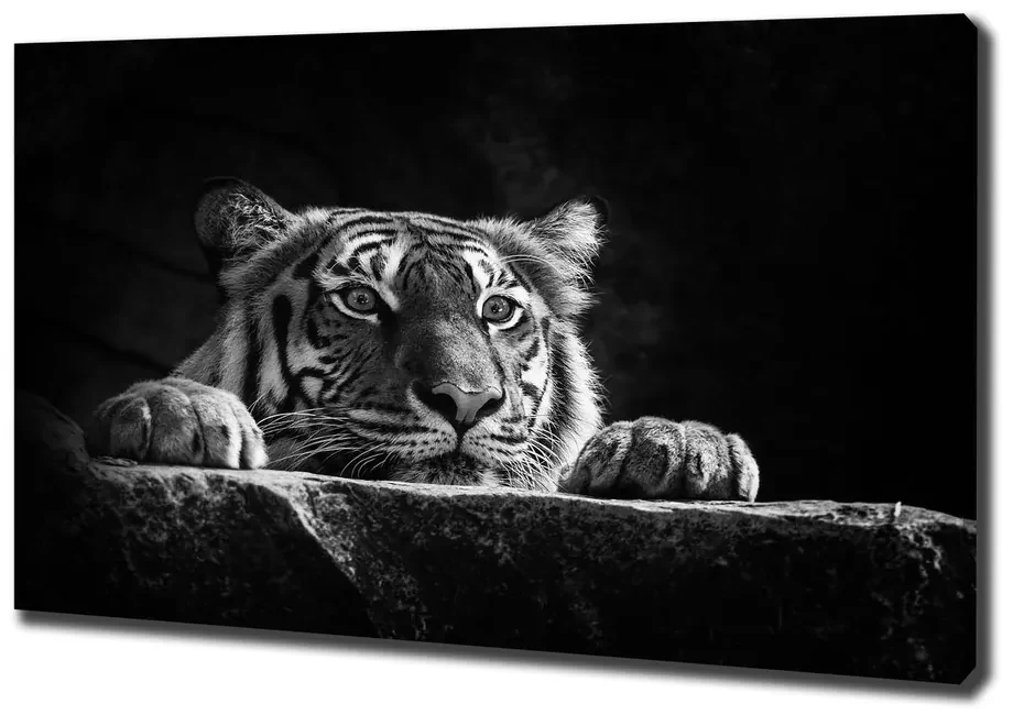 Imprimare tablou canvas Tigru