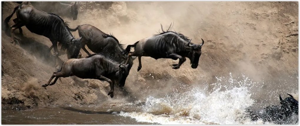 Tablou - Turmă de gnu (120x50 cm)