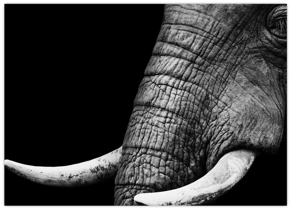 Tablou pe sticlă - Colți de elefant (70x50 cm)