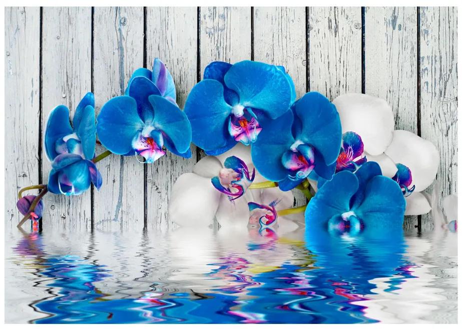 Fototapet - Cobaltic orchid