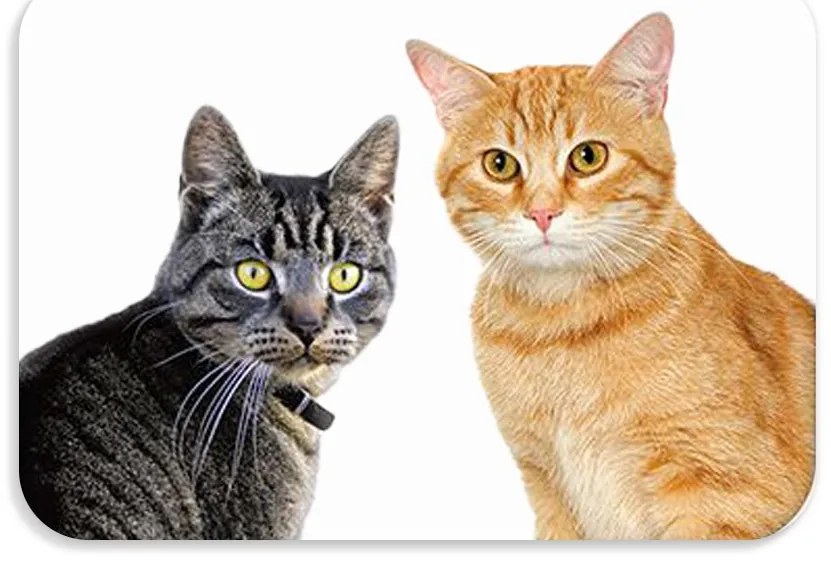 Suport de masa pentru copii 56x37 cm DOGS & CATS Varianta: Pawli