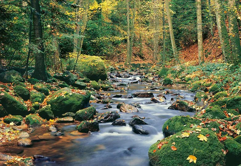 Fototapet Forest Stream -  366x254 cm