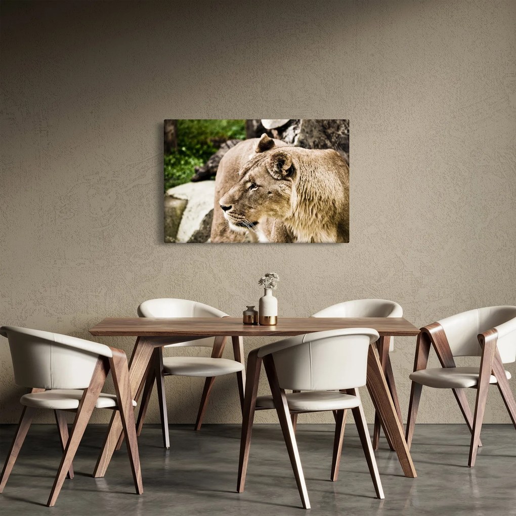 Tablou cu leoaică (90x60 cm)