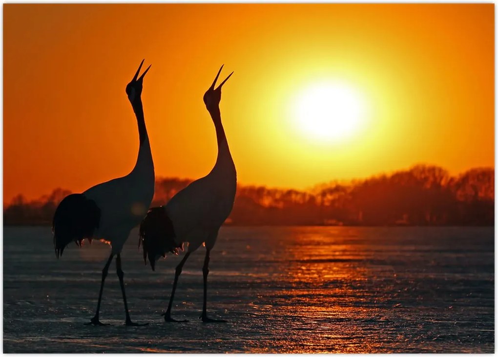 Tablou cu păsări în apus de soare (70x50 cm)