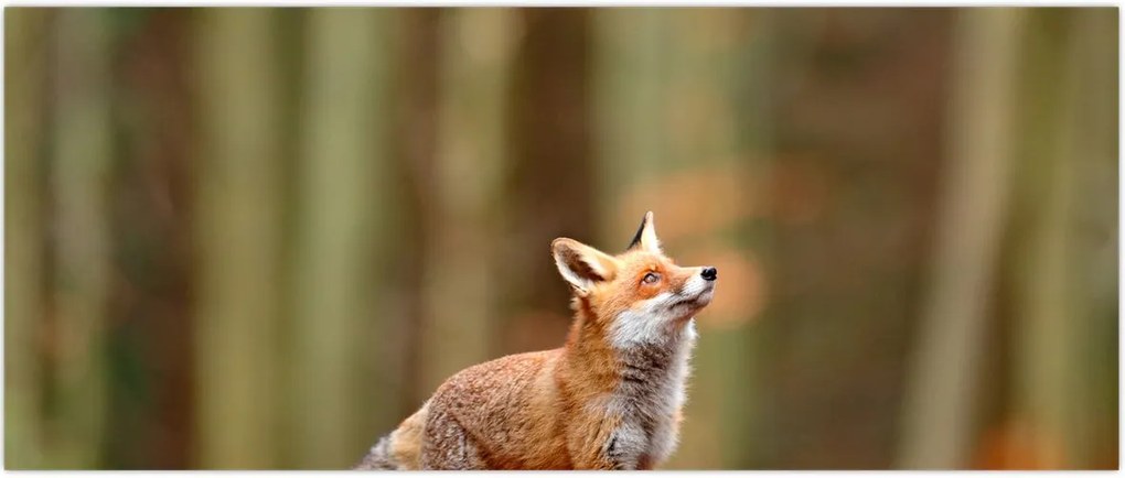 Tablou - Vulpe (120x50 cm)