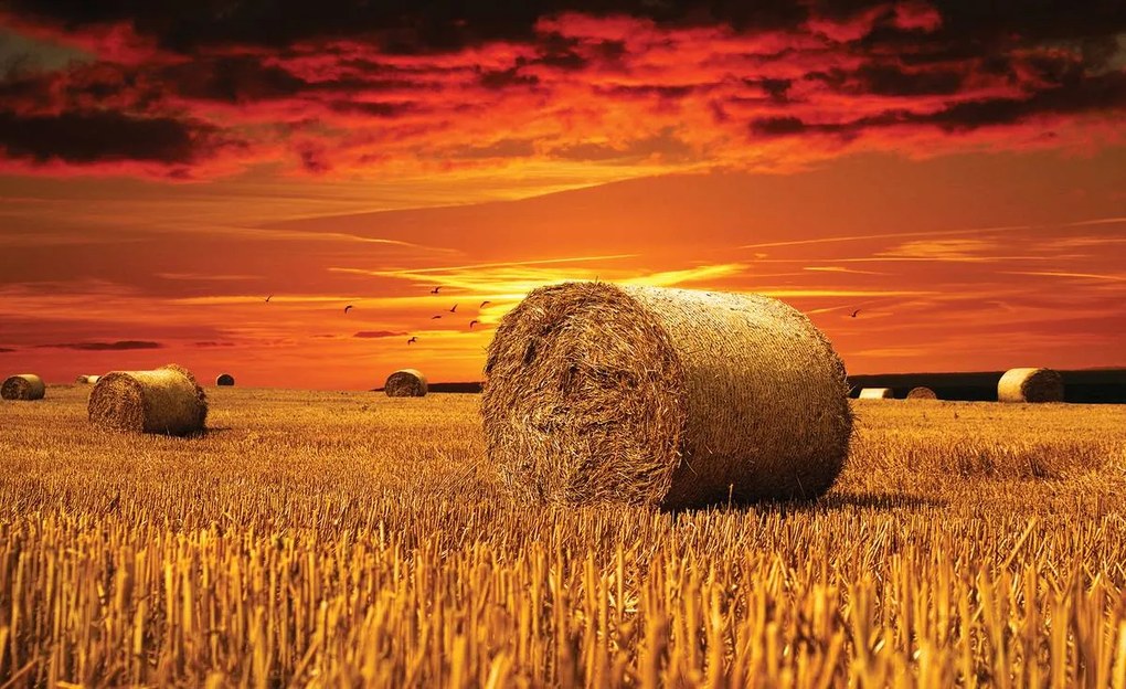 Fototapet - Câmp (152,5x104 cm)