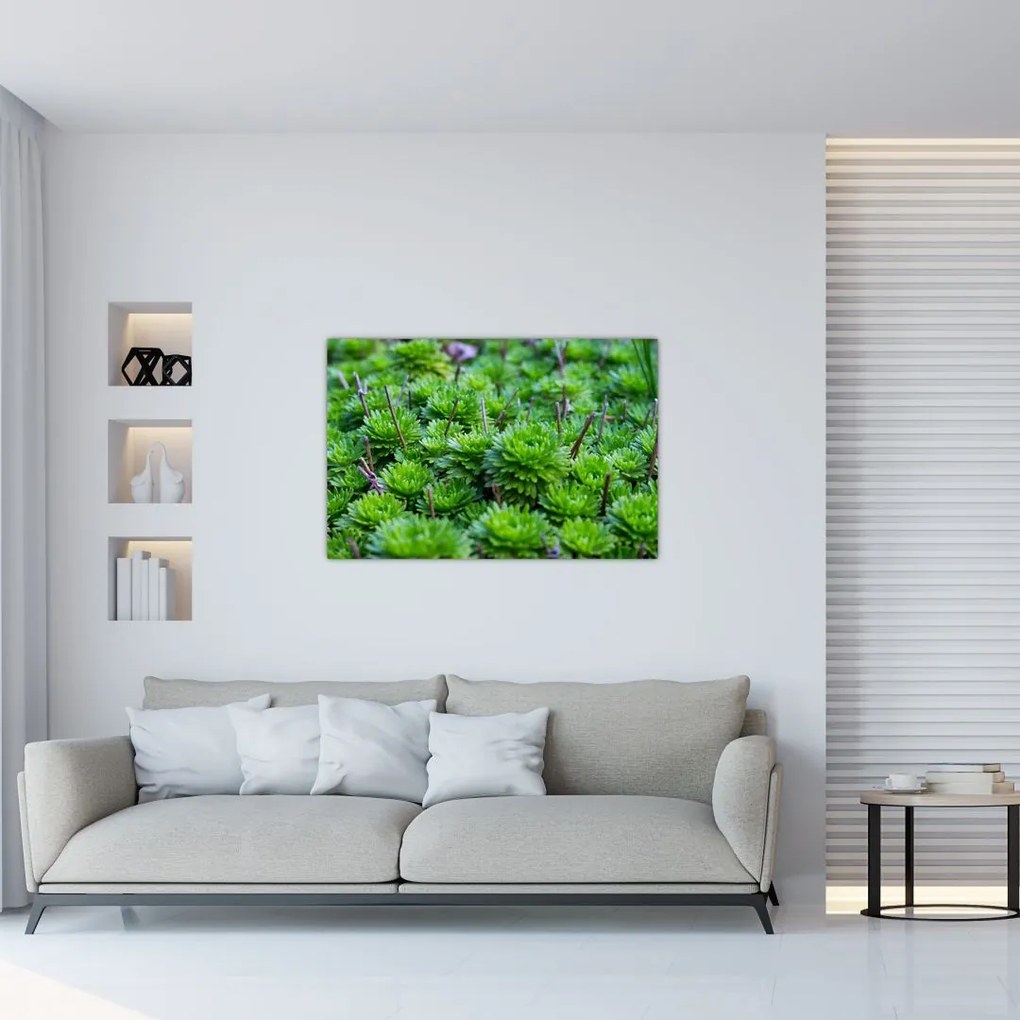 Tablou - Aloe (90x60 cm)