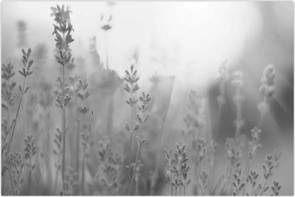 Tablou - Lavanda (90x60 cm)