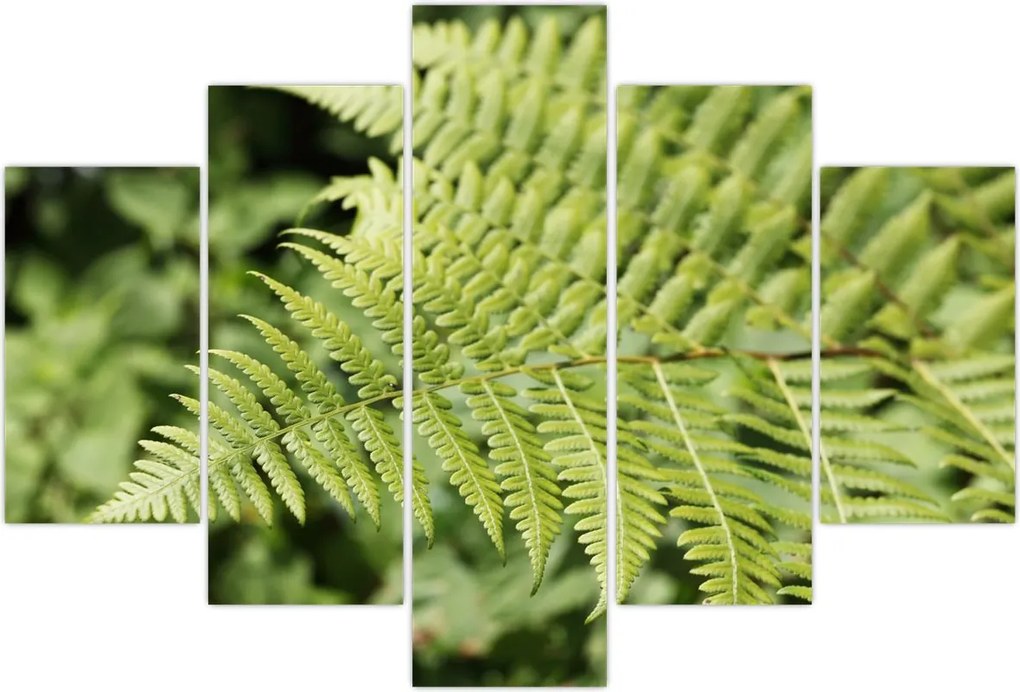 Tablou - Frunză de ferigă (150x105 cm)