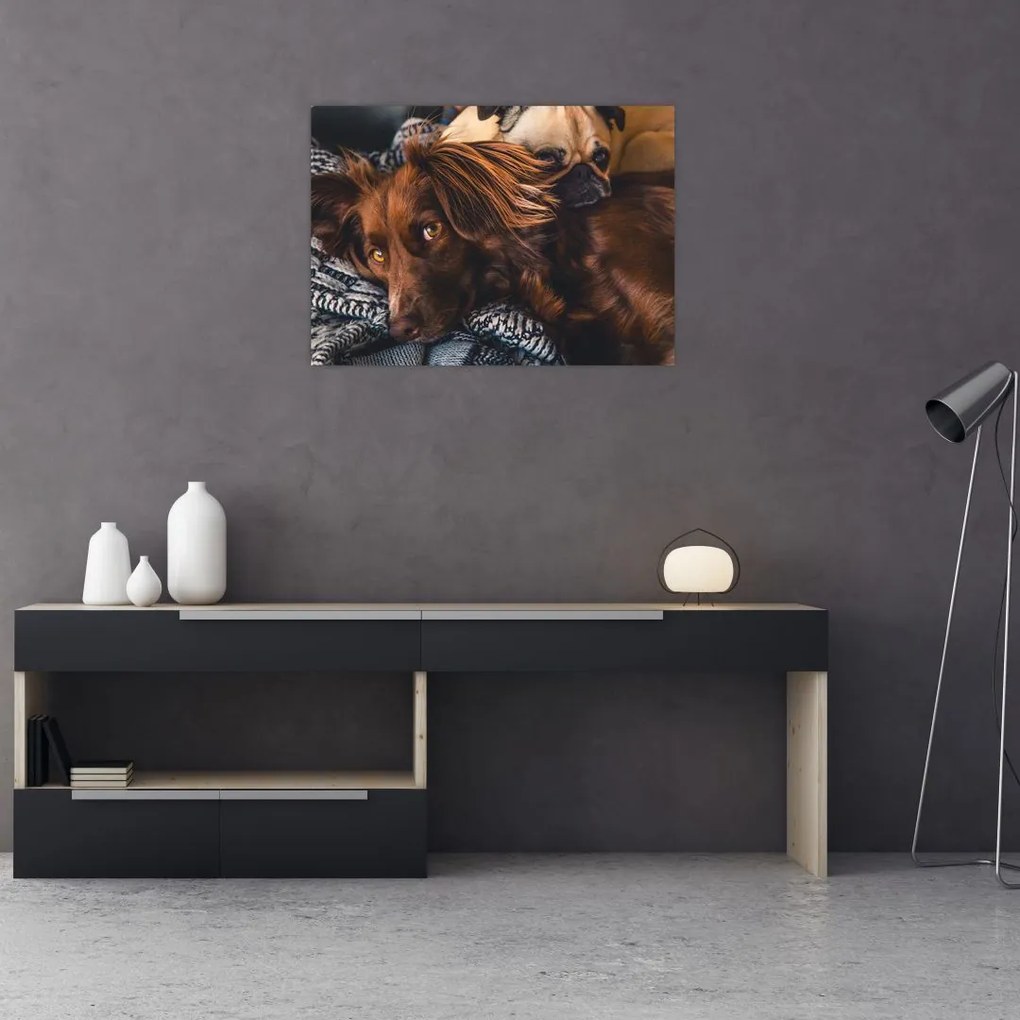 Tablou pe sticlă cu câini dormind (70x50 cm)