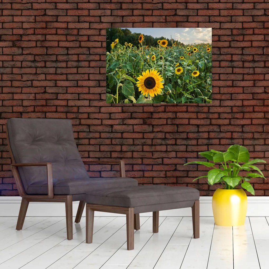 Tablou - Câmpul de floarea-soarelui II. (70x50 cm)